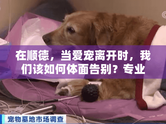 在顺德,当爱宠离开时,我们该如何体面告别?专业宠物善终服务指南 在顺德,当爱宠离开时,我们该如何体面告别?专业宠物善终服务指南