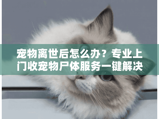宠物离世后怎么办？专业上门收宠物尸体服务一键解决