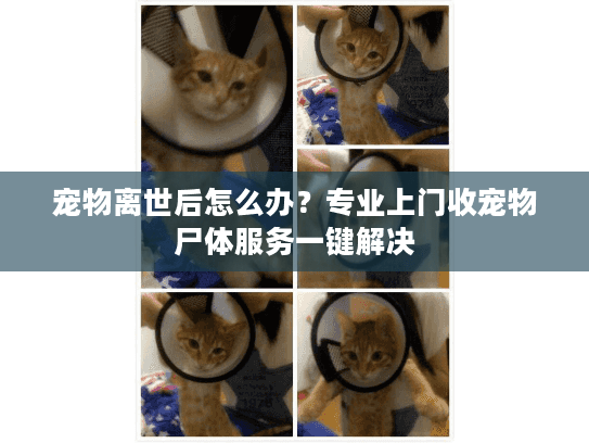 宠物离世后怎么办？专业上门收宠物尸体服务一键解决