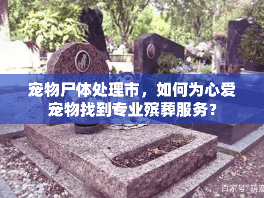 宠物尸体处理市，如何为心爱宠物找到专业殡葬服务？