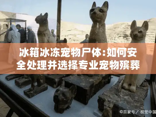 冰箱冰冻宠物尸体:如何安全处理并选择专业宠物殡葬服务