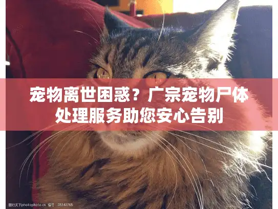 宠物离世困惑?广宗宠物尸体处理服务助您安心告别 宠物离世困惑?广宗宠物尸体处理服务助您安心告别