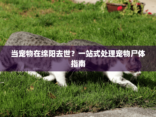 当宠物在绵阳去世？一站式处理宠物尸体指南
