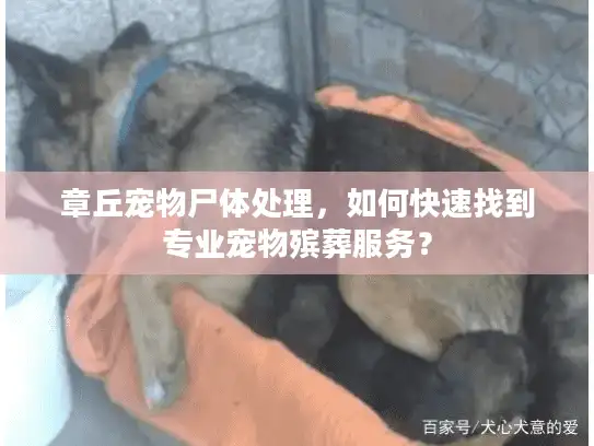 章丘宠物尸体处理，如何快速找到专业宠物殡葬服务？