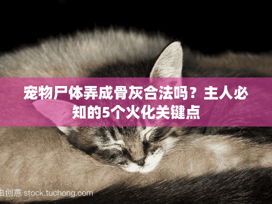 宠物尸体弄成骨灰合法吗？主人必知的5个火化关键点