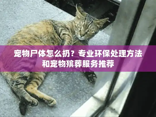 宠物尸体怎么扔？专业环保处理方法和宠物殡葬服务推荐