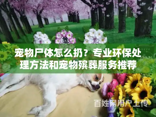 宠物尸体怎么扔？专业环保处理方法和宠物殡葬服务推荐