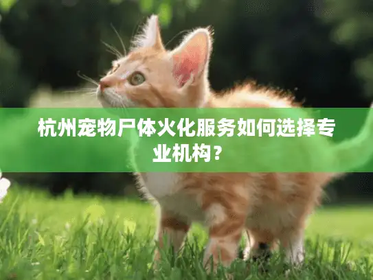 杭州宠物尸体火化服务如何选择专业机构？