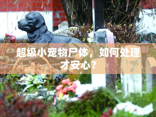 超级小宠物尸体,如何处理才安心? 超级小宠物尸体,如何处理才安心?