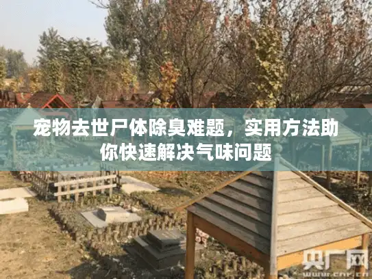 宠物去世尸体除臭难题，实用方法助你快速解决气味问题