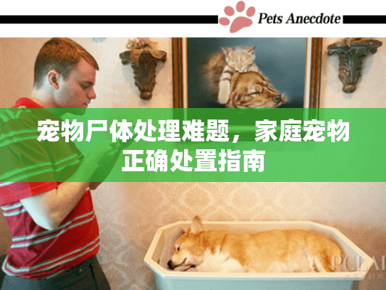 宠物尸体处理难题,家庭宠物正确处置指南 宠物尸体处理难题,家庭宠物正确处置指南