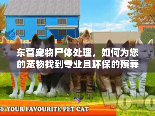 东营宠物尸体处理，如何为您的宠物找到专业且环保的殡葬服务？