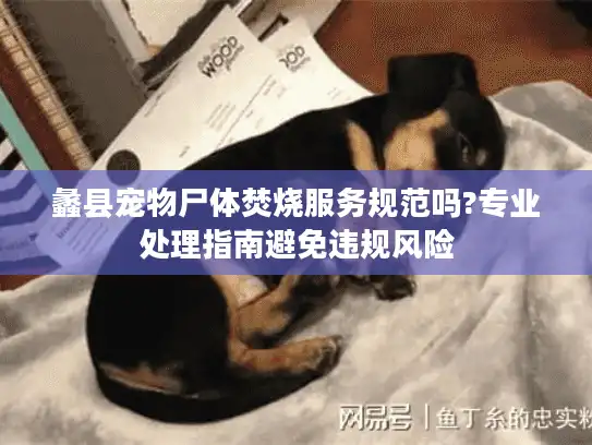 蠡县宠物尸体焚烧服务规范吗?专业处理指南避免违规风险