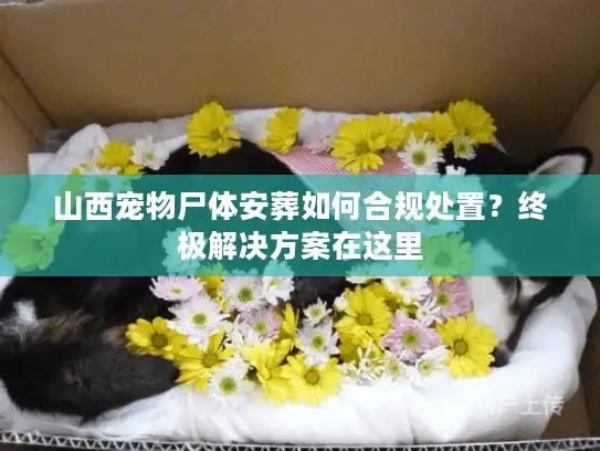 山西宠物尸体安葬如何合规处置？终极解决方案在这里