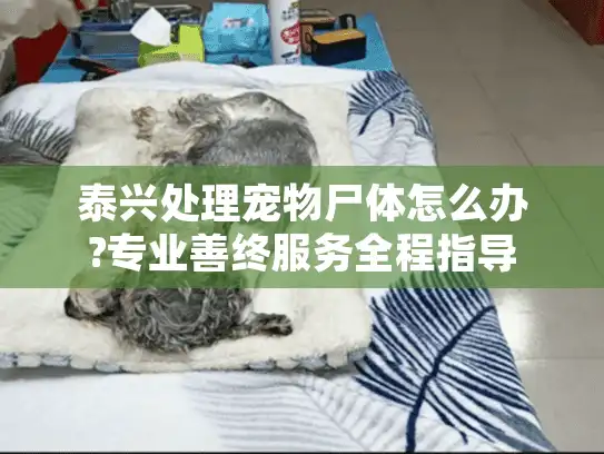 泰兴处理宠物尸体怎么办?专业善终服务全程指导