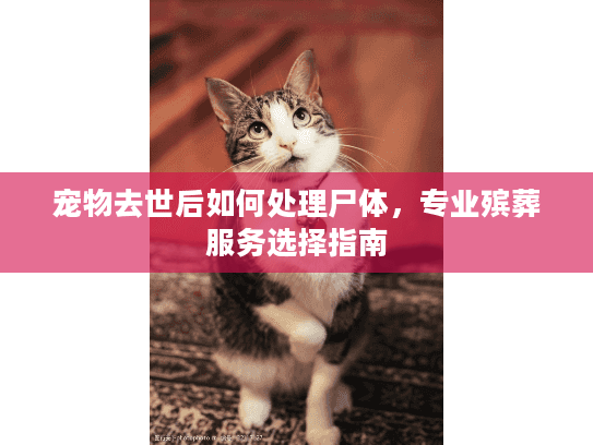 宠物去世后如何处理尸体，专业殡葬服务选择指南