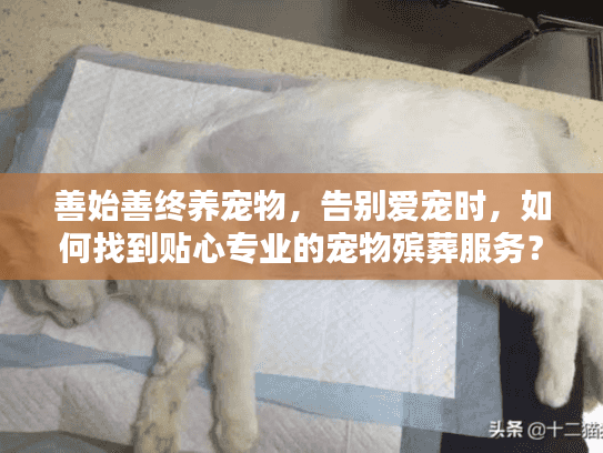 善始善终养宠物，告别爱宠时，如何找到贴心专业的宠物殡葬服务？