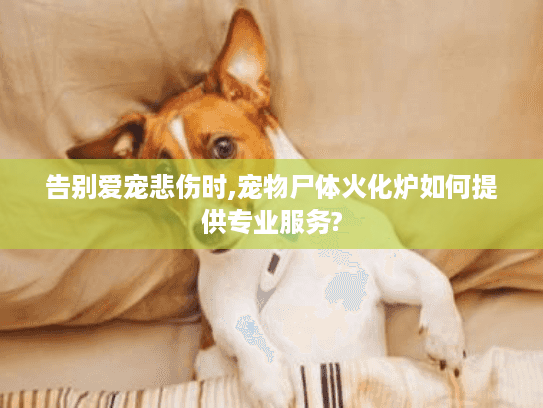 告别爱宠悲伤时,宠物尸体火化炉如何提供专业服务? 告别爱宠悲伤时,宠物尸体火化炉如何提供专业服务?