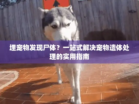 埋宠物发现尸体?一站式解决宠物遗体处理的实用指南 埋宠物发现尸体?一站式解决宠物遗体处理的实用指南