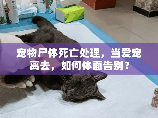 宠物尸体死亡处理，当爱宠离去，如何体面告别？