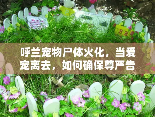 呼兰宠物尸体火化，当爱宠离去，如何确保尊严告别？