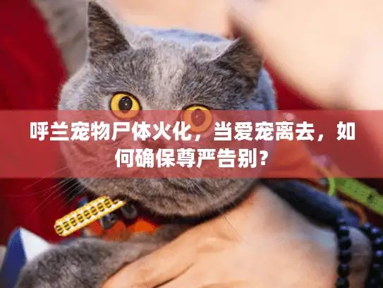 呼兰宠物尸体火化，当爱宠离去，如何确保尊严告别？