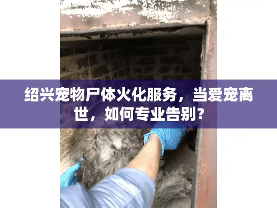 绍兴宠物尸体火化服务,当爱宠离世,如何专业告别? 绍兴宠物尸体火化服务,当爱宠离世,如何专业告别?