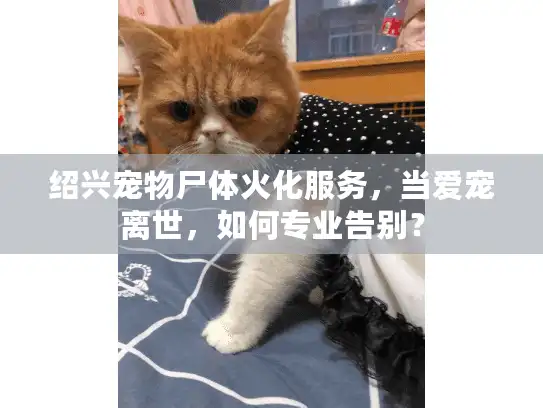绍兴宠物尸体火化服务,当爱宠离世,如何专业告别? 绍兴宠物尸体火化服务,当爱宠离世,如何专业告别?