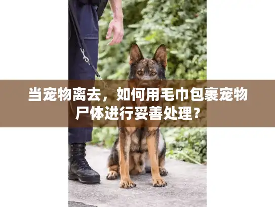 当宠物离去，如何用毛巾包裹宠物尸体进行妥善处理？