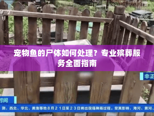 宠物鱼的尸体如何处理？专业殡葬服务全面指南