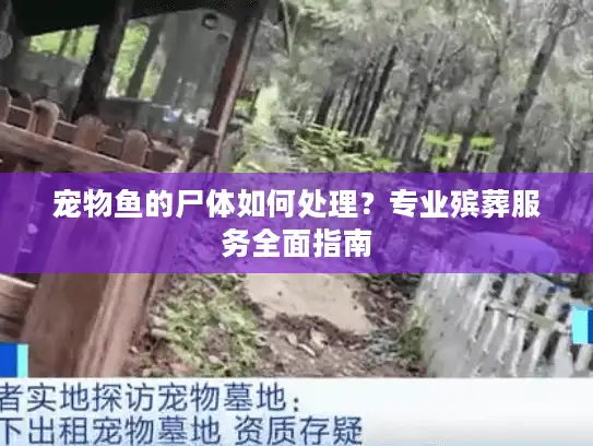 宠物鱼的尸体如何处理？专业殡葬服务全面指南