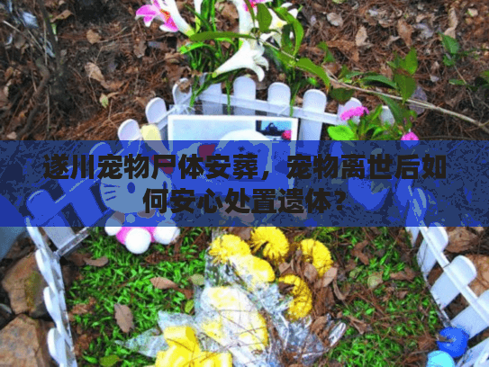 遂川宠物尸体安葬，宠物离世后如何安心处置遗体？