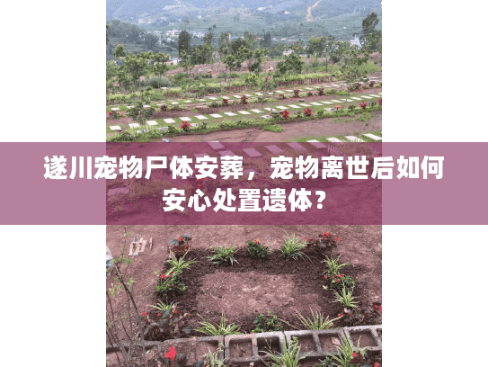 遂川宠物尸体安葬，宠物离世后如何安心处置遗体？
