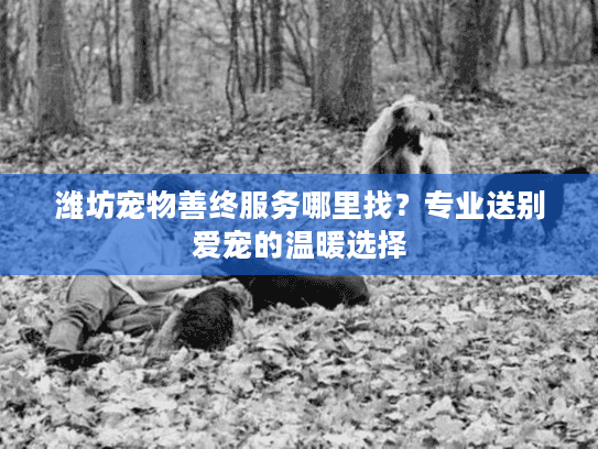 潍坊宠物善终服务哪里找?专业送别爱宠的温暖选择 潍坊宠物善终服务哪里找?专业送别爱宠的温暖选择