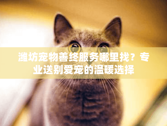 潍坊宠物善终服务哪里找?专业送别爱宠的温暖选择 潍坊宠物善终服务哪里找?专业送别爱宠的温暖选择