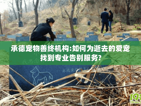承德宠物善终机构:如何为逝去的爱宠找到专业告别服务?