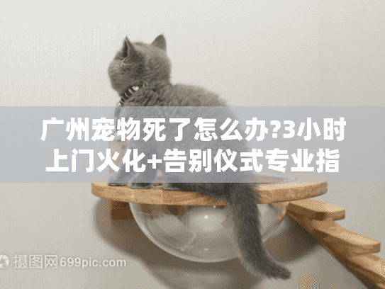 广州宠物死了怎么办?3小时上门火化+告别仪式专业指南