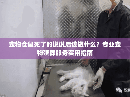 宠物仓鼠死了的说说后该做什么？专业宠物殡葬服务实用指南