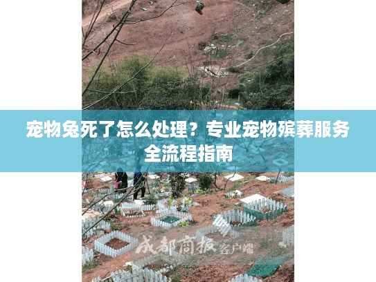 宠物兔死了怎么处理？专业宠物殡葬服务全流程指南