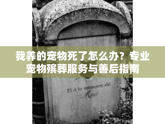 我养的宠物死了怎么办？专业宠物殡葬服务与善后指南