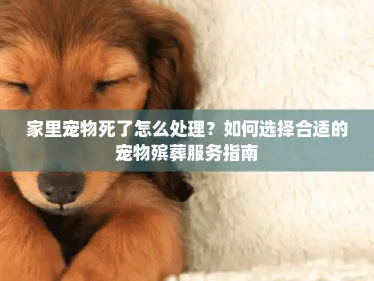 家里宠物死了怎么处理？如何选择合适的宠物殡葬服务指南