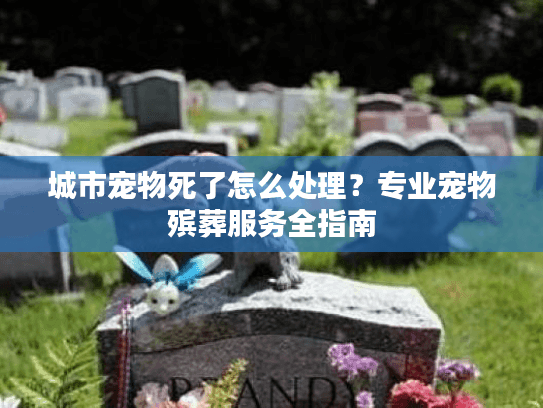 城市宠物死了怎么处理？专业宠物殡葬服务全指南
