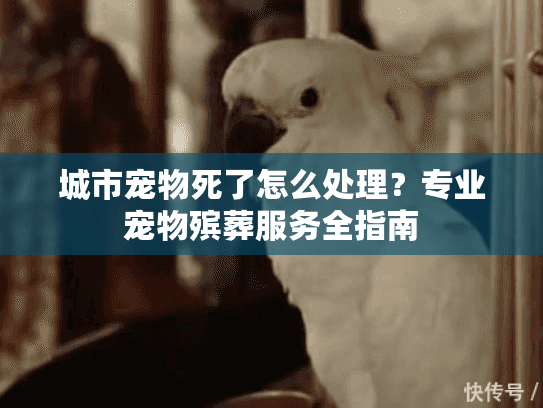 城市宠物死了怎么处理？专业宠物殡葬服务全指南