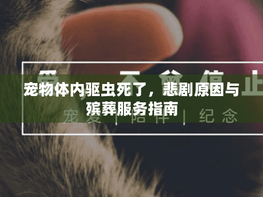 宠物体内驱虫死了，悲剧原因与殡葬服务指南
