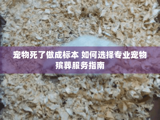 宠物死了做成标本 如何选择专业宠物殡葬服务指南