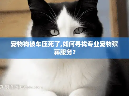 宠物狗被车压死了,如何寻找专业宠物殡葬服务？
