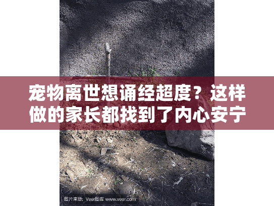 宠物离世想诵经超度?这样做的家长都找到了内心安宁 宠物离世想诵经超度?这样做的家长都找到了内心安宁