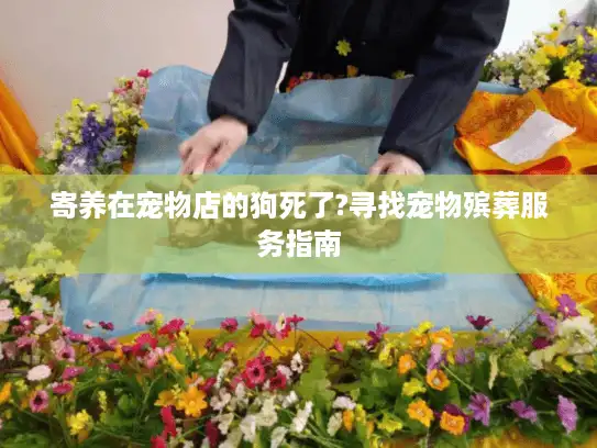 寄养在宠物店的狗死了?寻找宠物殡葬服务指南