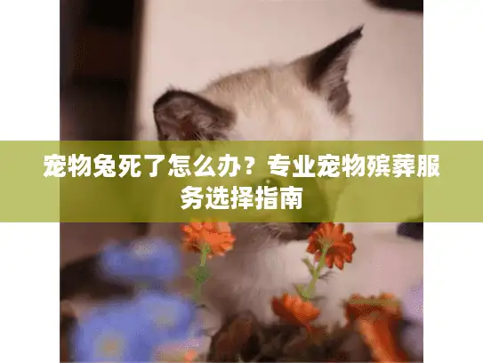 宠物兔死了怎么办？专业宠物殡葬服务选择指南