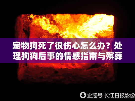 宠物狗死了很伤心怎么办？处理狗狗后事的情感指南与殡葬服务选择